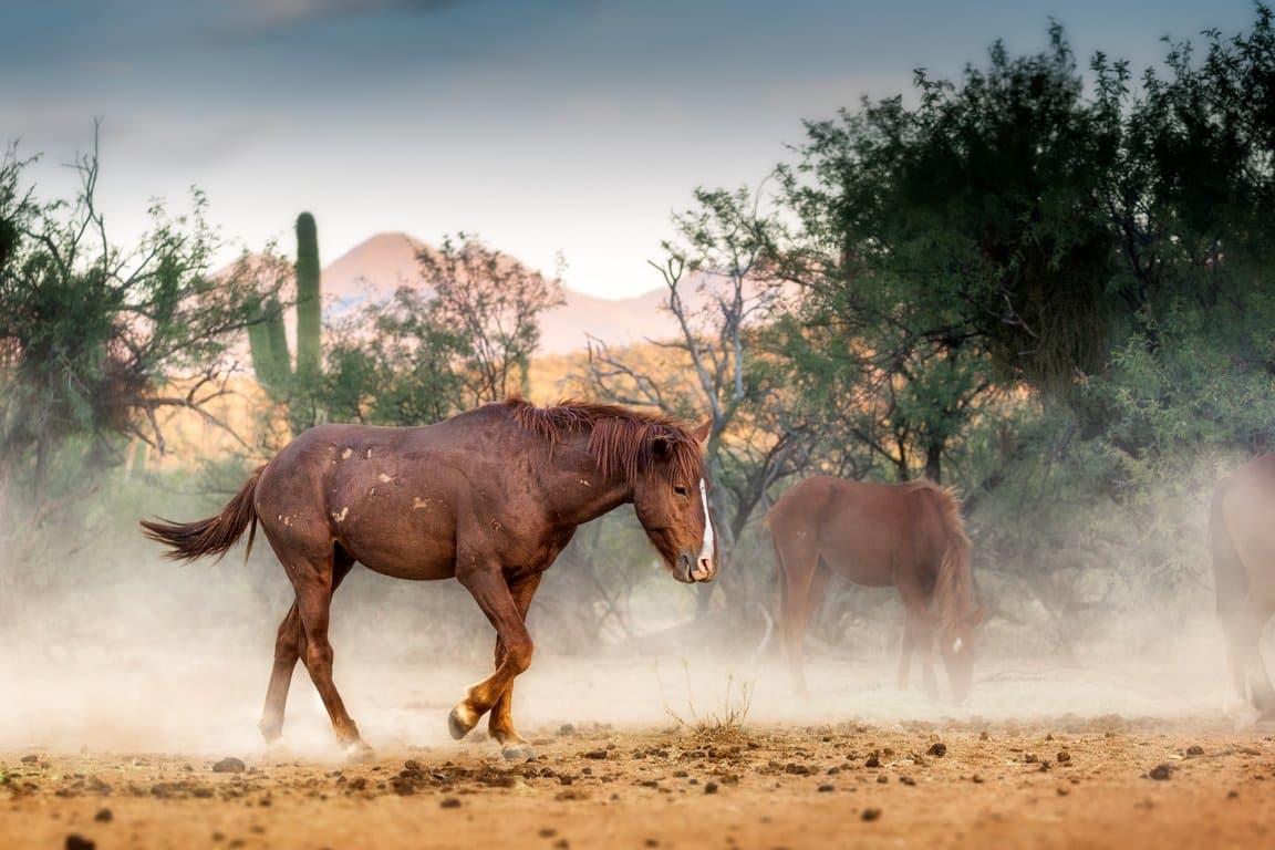Today’s Verdict: Horses & Open Country, Real or AI?